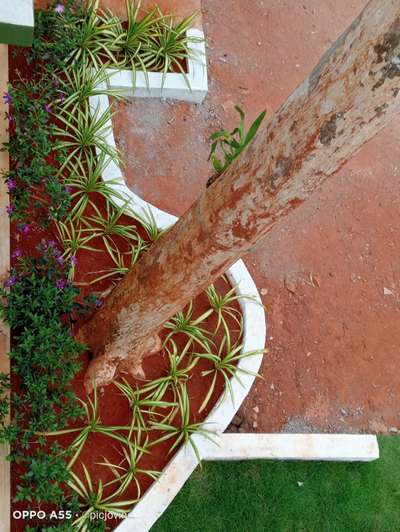 Garden #IndoorPlants  #BalconyGarden