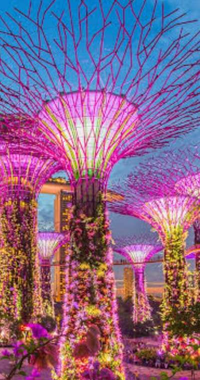 Singapore tree complete lighting