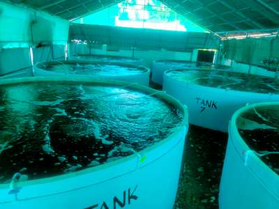 Maria ferro cements fish farming round tank ....👆
