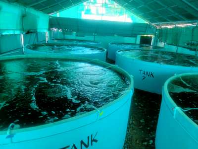 Maria ferro cements fish farming round tank ....👆