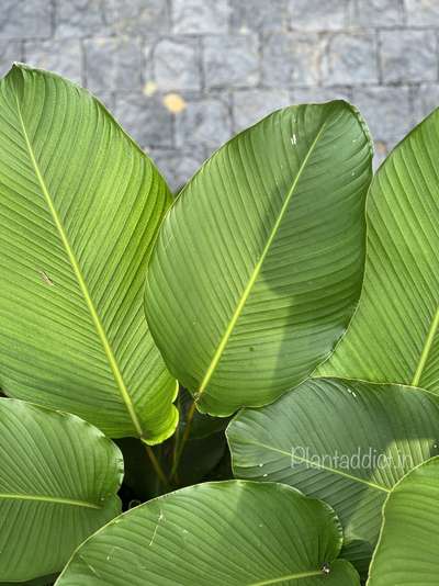 #calathealutea