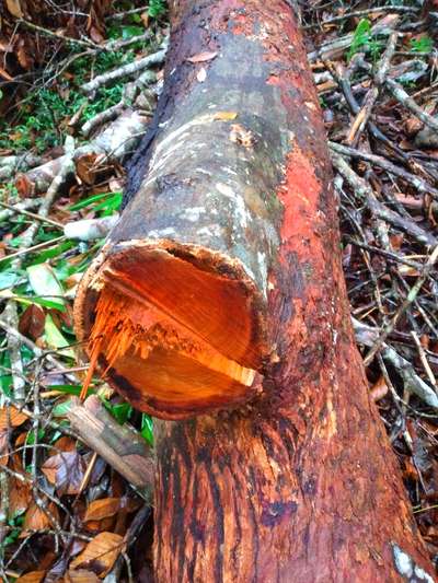 നല്ല പഴക്കമുള്ളതും ഉറപ്പുള്ളതുമായ ആഞ്ഞിലി പ്ലാവ് ആവശ്യക്കാർ ബന്ധപ്പെടുക(TVM)88482.92113