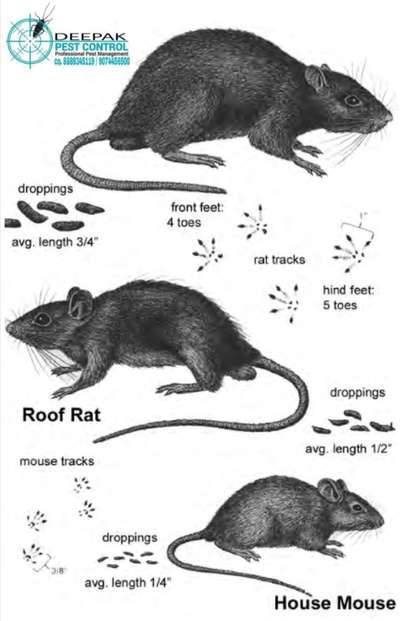 #mouse Pest control services 🐀🐁
 #pestcontrol