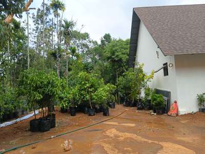 Fruit Gardening and Mango Tree  Plantation plant nursery in Ponnani Malappuram Kerala India.


#plant_nursery_in_india
 #plant_nursery_in_kerala
#plant_nursery_in_malappuram
 #nellickal_nursery  #anish_nellickal
 #fruit_gardening_in_kerala