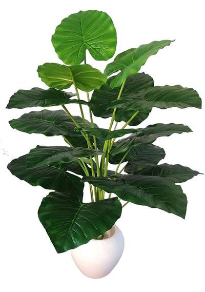 Big Areca Palm Money Plant Tree with 18 Long Leaves Bonsai Artificial Plant with Pot (70 cm, Green, 1 Piece)
for buy online link 
https://amzn.to/3HJA8Dt
for more information watch video
https://youtu.be/YDXLr4PUVL8