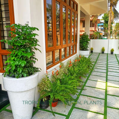 Rental Plants&Pots by Tropical roots#house warming#rental plants#tropical roots rental plants#kochi#live plant rentals