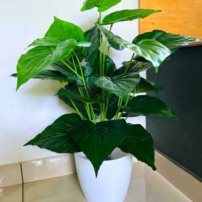 Alocasia Cucullata, Hooded Elephant Ear, Buddha’s Palm- Plant with
 pot ₹630/-
9633054837
#HomeDecor #homesweethome #urbanjungle #white #blacklove #monstera