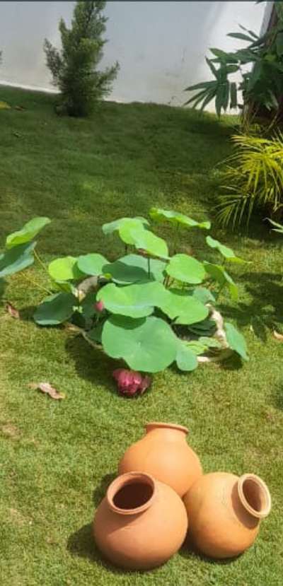 #landscape  # lotuspot #garden in #teracotta  #MexicanGrass  #bamboo  #smallgarden #fastworker