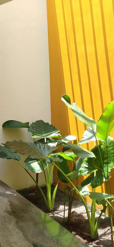 Yellow walls #courtyardhouse #cortyard #greencaplandscape #calathealutea #alocacia #Architectural&Interior #interiorpainting