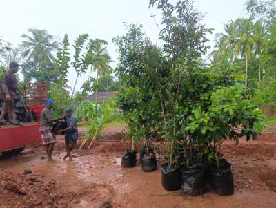 Fruit Gardening and  Tree Plantation in Ponnani Malappuram Kerala India.

 #plant_nursery_in_india
 #plant_nursery_in_ kerala
 #plant_nursery_in_malappuram
 #nellickal_nursery   #anish_nellickal  #ponnani