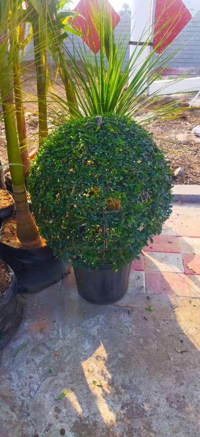 Topiary Ball