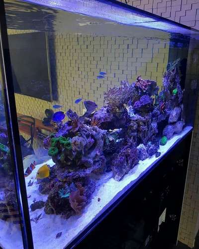 qustoms aquarium
contact this 8383085669