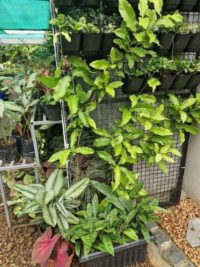 #LandscapeIdeas   #GardeningIdeas
