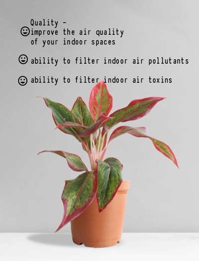 call for order-Aglonima lipstick 
599 per plants 
#IndoorPlants 
 #planters  #plants  #plantlover