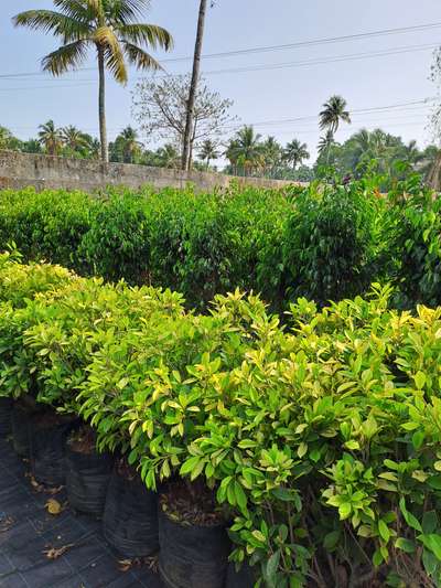 Ficus Black and Panda available at Quilon Nursery(kollam)
Contact 9778677277

wholesale and retail

 #Kollam #KeralaStyleHouse #ficustree #ficus #ficuspanda #ficusgreen #GardeningIdeas #LandscapeIdeas #nursery