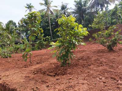 Fruit Gardening and Tree Plantation in Ponnani Malappuram Kerala India.

 #plant_nursery_in_india
 #plant_nursery_in_ kerala
 #plant_nursery_in_malappuram
 #nellickal_nursery   #anish_nellickal  #ponnani