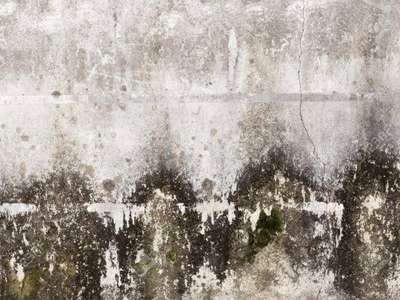 Black Mold on Concrete wall.. call us for removal.. 9871262666