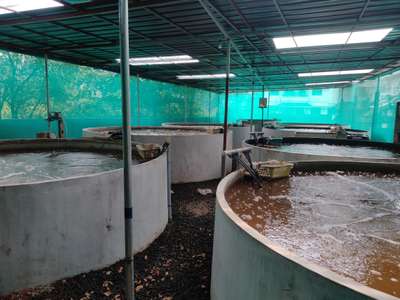 ferro Cement round tank perfect for biofloc fish farming (5m dia tank) mob: 9605681773,04842961773