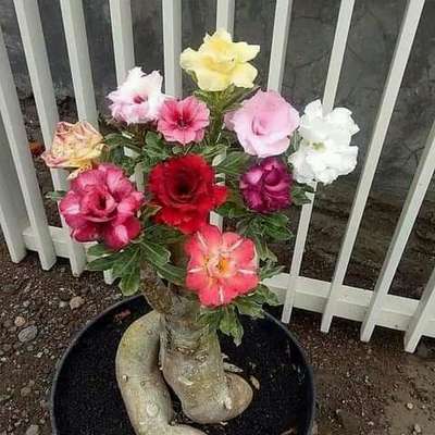 #adenium 
#adeniumlover
#bestplans 
#king