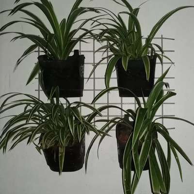 vertical plant set