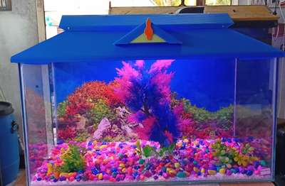 Aqurium full Set Available

2 ft Aqurium
Blue Top
Colour stones
White chips
Internal Filter
LED Light
Fish Food
Bushy plat
Plant Big
10 Gold fish
Background Image
Blue Medicine

Rs :3000/-
𝐆𝐚𝐥𝐚𝐱𝐲 𝐀𝐪𝐮𝐚𝐫𝐢𝐮𝐦
𝐏𝐚𝐭𝐡𝐢𝐲𝐚𝐧𝐤𝐚𝐫𝐚, 𝐓𝐡𝐫𝐢𝐤𝐤𝐮𝐧𝐧𝐚𝐩𝐮𝐳𝐡𝐚.
𝐎𝐟𝐟𝐢𝐜𝐞:- 9778336015

𝐅𝐨𝐥𝐥𝐨𝐰 𝐅𝐚𝐜𝐞𝐁𝐨𝐨𝐤 𝐏𝐚𝐠𝐞:-
https://www.facebook.com/galaxyaquariumthrikkunnapuzha/

WhatsApp Group:-
https://chat.whatsapp.com/KJ6P3R0hI0kBxOkSCmRlmR

WhatsApp Chat:- https://wa.me/message/DCM2HMCPZUVNK1 #aqurium  #wall_aquarium