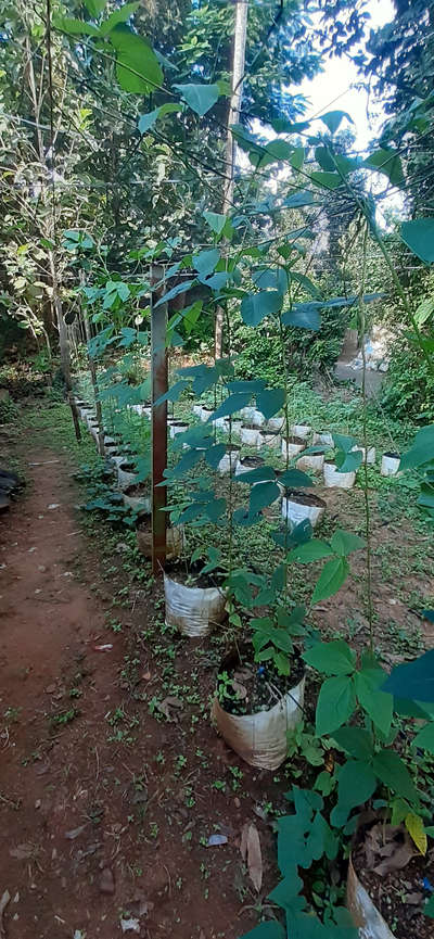 kitchen garden
grow bag+plants+drip irrigation +All the fertilizers it needs.