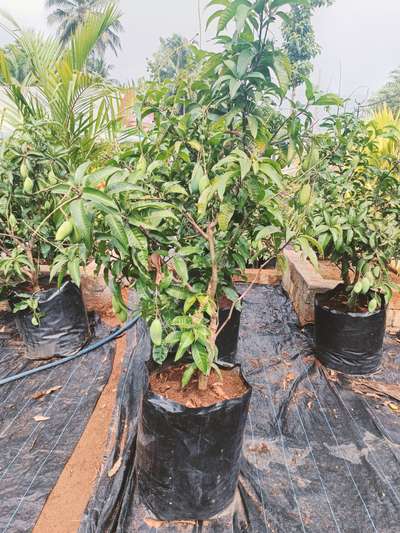 Thailand All season mango കായ്ച്ചത് പുതിയ stock. available @AG