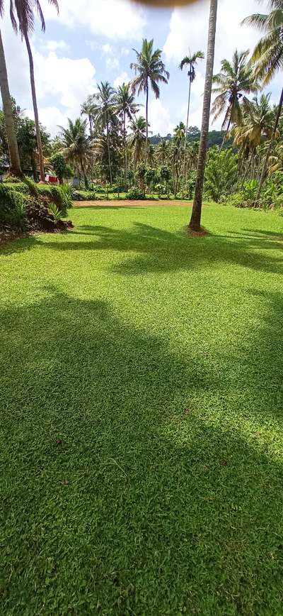 contact for pearl grass #PearlGrass #LandscapeGarden #gardenworks