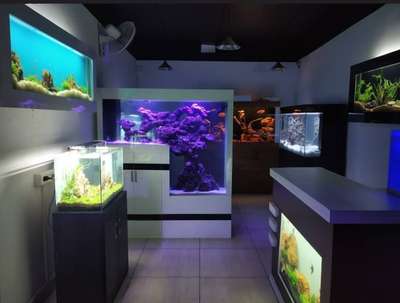 aquagold aquatic studio #InteriorDesigner #aquarium #aquascaping #marine #Architect #pool #koifish #koifishpainting #waterfountain