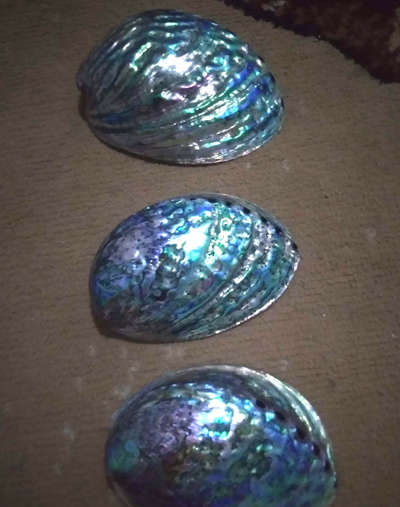 Abalone Shell