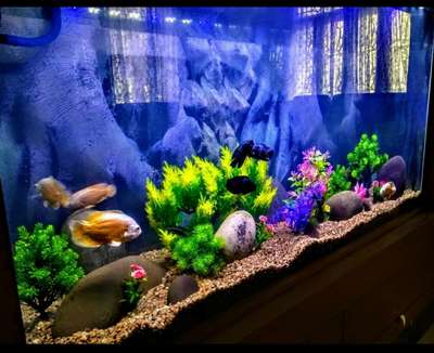 A paradise for Oscar fishes