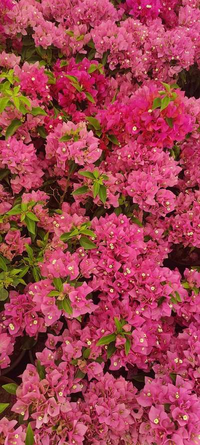 #bougainville #dwarf #garden #plants #IndoorPlants #LandscapeGarden #LandscapeIdeas #plantslover