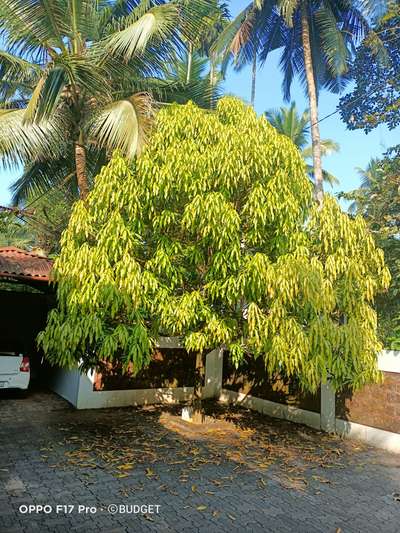 വീട്ട് മുറ്റത്ത് ഒരു നാട്ടുമാവായാലോ?