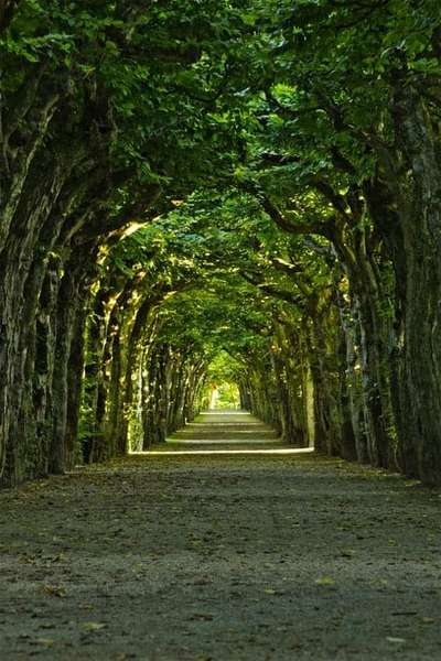 #treeTunnel