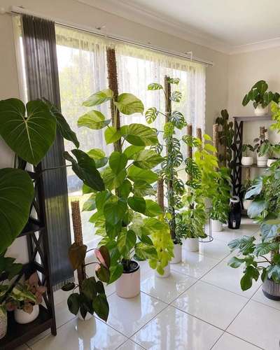Interior landscaping all kind of plants available @Abiya Garden. contact 6238764652