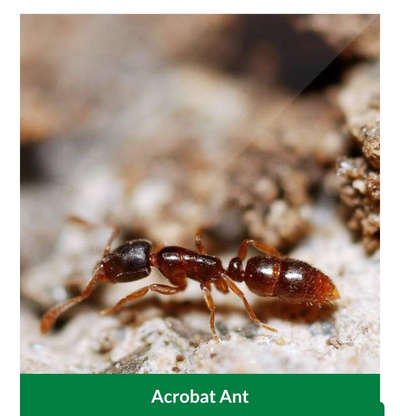 # Ant 🐜