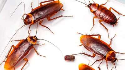 PEST CONTROl  SERVICES🐞
Mail ID pestcontroljaipur2018@gmail.com
Company address H.O:160,Naya Khera,Vidhyadhar Nagar,sector-3,Jaipur Rajasthan
जानकारी करें पेस्ट कंट्रोल क्या आप अपने घर मैं दीमक मच्छरों,कॉकरोच,छिपकली, मक्खी,फॉगिंग फेब्रिकेशन कबूतर नेट सैनिटाइजरऑफिस बैंक घर सैनिटाइजर चूहा,मकडी,खटमल, सभी जयपुर जोधपुर कोटा उदयपुर बीकानेर टोंक पाली नई दिल्ली पुरानी दिल्ली ग्वालियर पूरा मध्य प्रदेश अपने घर मैं की समस्या से पूरी तरह आजादी चाहते है सभी कीटो की रोकथाम के लिए काल करे
Call now
9024612844,91,7014695620