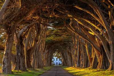 #treeTunnel