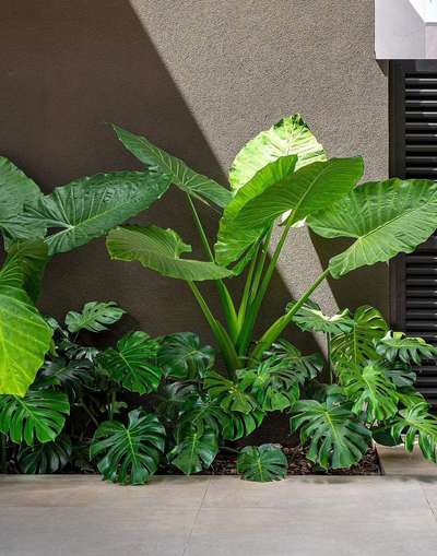 #IndoorPlants #softscape #LandscapeGarden