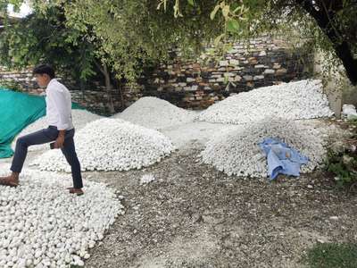 #LandscapeGarden , stone pebbles, white stone pebbles