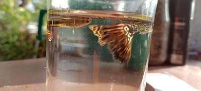 #dragon guppy.for sale