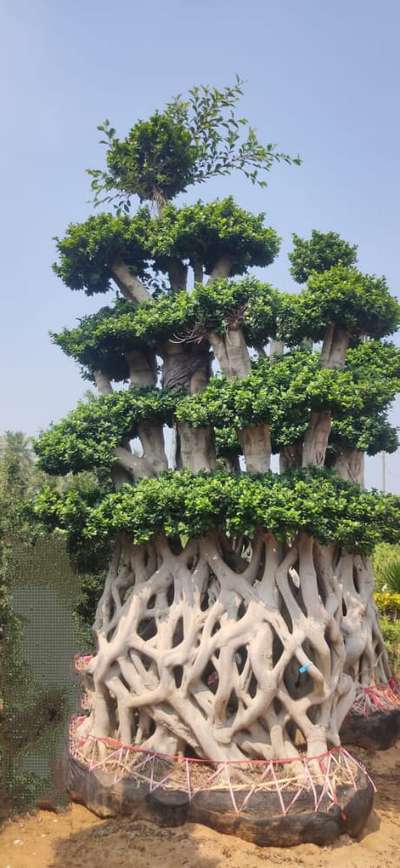 Ficus bonzai multiple steps@AG