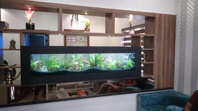 Plasma aquarium (partitions ) #aquarium  #plasma  #wallaquarium  #fishtank  #fish