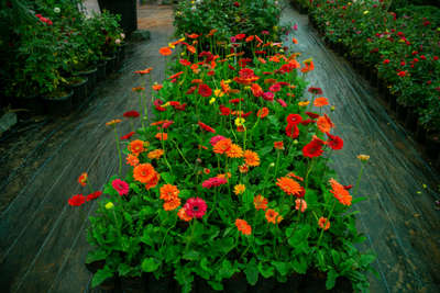 Gerbera flowering plants