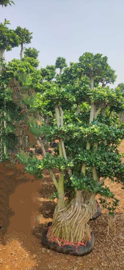 Ficus bonsai Multi stem available Any sizes@AG