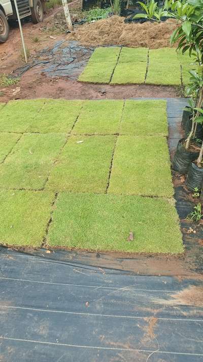 Korean  grass available