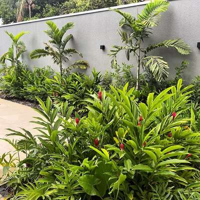 Tropical and cluster form of Landscaping make it more beautiful  #LandscapeIdeas #LandscapeGarden #GardeningIdeas #architecturedesigns #Architectural&Interior #kerala_architecture #HouseDesigns #IndoorPlants #trees #landscapearchitecture