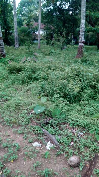 22 cent plot for sale. Near MIMS Hospital. Good road access. 13.5 lakhs/cent.300 meter from minibypass. Suitable for flats.

22 സെന്റ് പ്ലോട്ട് വിൽപ്പനയ്ക്ക്. മിംസ് ആശുപത്രിക്ക് സമീപം. നല്ല റോഡ് പ്രവേശനം. മിനിബൈപാസിൽ നിന്ന് 13.5 ലക്ഷം/സെന്റ്.300 മീറ്റർ. ഫ്ലാറ്റുകൾക്ക് അനുയോജ്യം.