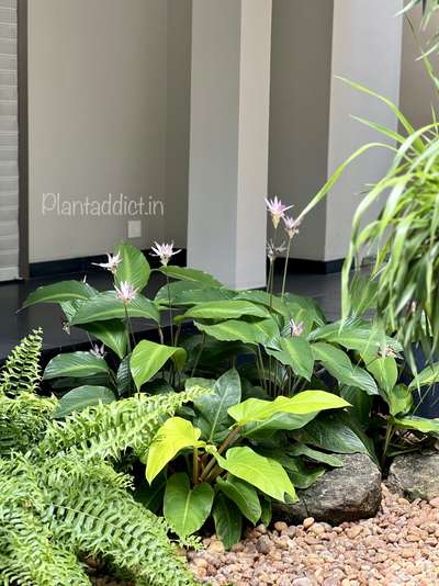 #courtyard #exoticplants #garden