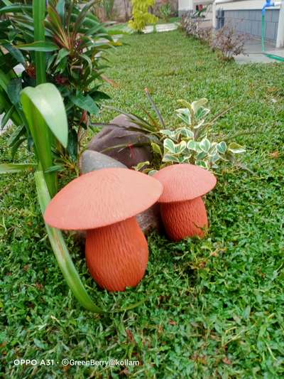 #mushroom #PearlGrass #plants  #Landscape